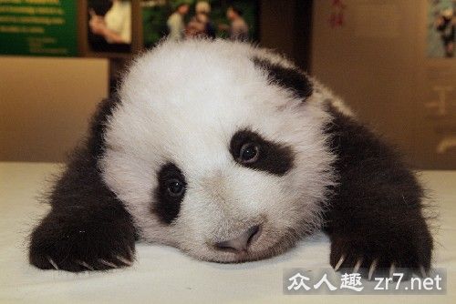 ��ͼ��һֻ���Դ���è������������������