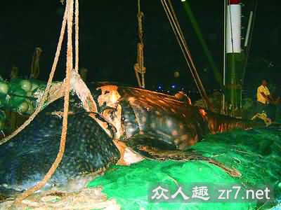 宁波渔民捕获一条上万公斤重巨鲨(组图)